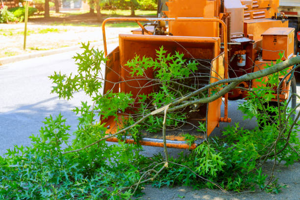 How Our Tree Care Process Works  in  Rosemead, CA