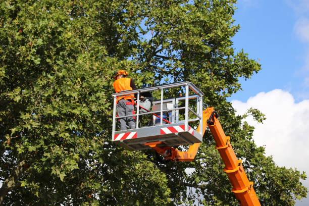 Professional Tree Services in Rosemead, CA